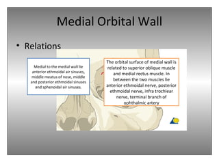 Medial Orbital Wall
• Relations
Medial to the medial wall lie
anterior ethmoidal air sinuses,
middle meatus of nose, middle
and posterior ethmoidal sinuses
and sphenoidal air sinuses.
The orbital surface of medial wall is
related to superior oblique muscle
and medial rectus muscle. In
between the two muscles lie
anterior ethmoidal nerve, posterior
ethmoidal nerve, infra trochlear
nerve, terminal branch of
ophthalmic artery
 