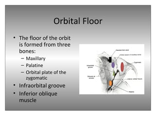 Orbital Floor
• The floor of the orbit
is formed from three
bones:
– Maxillary
– Palatine
– Orbital plate of the
zygomatic
• Infraorbital groove
• Inferior oblique
muscle
 