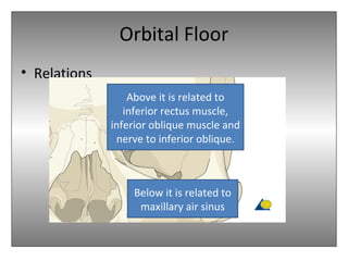 Orbital Floor
• Relations
Below it is related to
maxillary air sinus
Above it is related to
inferior rectus muscle,
inferior oblique muscle and
nerve to inferior oblique.
 