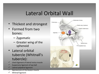 Lateral Orbital Wall
• Thickest and strongest
• Formed from two
bones:
– Zygomatic
– Greater wing of the
sphenoid
• Lateral orbital
tubercle (Whitnall’s
tubercle):
 check ligament of lateral rectus muscle
 Suspensory ligament of eye ball
 Lateral palpebral ligament
 Aponeurosis of the levator muscle
 Whitnall ligament
 