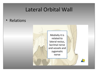 Lateral Orbital Wall
• Relations
Medially it is
related to
lateral rectus,
lacrimal nerve
and vessels and
zygomatic
nerve
 