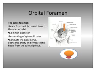 Orbital Foramen
The optic foramen
•Leads from middle cranial fossa to
the apex of orbit.
•6.5mm in diameter
•Lesser wing of sphenoid bone
•Conducts the optic nerve,
opthalmic artery and sympathetic
fibers from the carotid plexus.
 