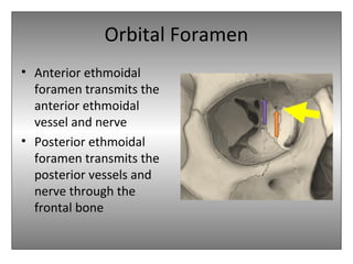 Orbital Foramen
• Anterior ethmoidal
foramen transmits the
anterior ethmoidal
vessel and nerve
• Posterior ethmoidal
foramen transmits the
posterior vessels and
nerve through the
frontal bone
 