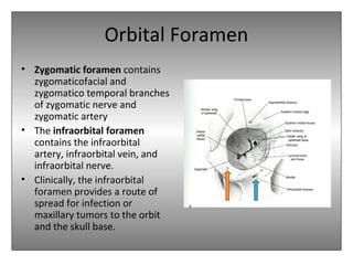 Orbital Foramen
• Zygomatic foramen contains
zygomaticofacial and
zygomatico temporal branches
of zygomatic nerve and
zygomatic artery
• The infraorbital foramen
contains the infraorbital
artery, infraorbital vein, and
infraorbital nerve.
• Clinically, the infraorbital
foramen provides a route of
spread for infection or
maxillary tumors to the orbit
and the skull base.
 