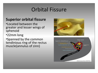 Orbital Fissure
Superior orbital fissure
•Located between the
greater and lesser wings of
sphenoid
•22mm long
•Spanned by the common
tendinious ring of the rectus
muscle(annulus of zinn)
 