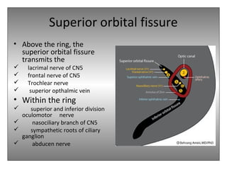 Superior orbital fissure
• Above the ring, the
superior orbital fissure
transmits the
 lacrimal nerve of CN5
 frontal nerve of CN5
 Trochlear nerve
 superior opthalmic vein
• Within the ring
 superior and inferior division
oculomotor nerve
 nasociliary branch of CN5
 sympathetic roots of ciliary
ganglion
 abducen nerve
 