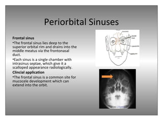 Periorbital Sinuses
Frontal sinus
•The frontal sinus lies deep to the
superior orbital rim and drains into the
middle meatus via the frontonasal
duct.
•Each sinus is a single chamber with
intrasinus septae, which give it a
scalloped appearance radiologically.
Clincial application
•The frontal sinus is a common site for
mucocele development which can
extend into the orbit.
 