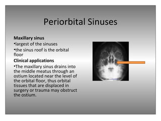 Periorbital Sinuses
Maxillary sinus
•largest of the sinuses
•the sinus roof is the orbital
floor
Clinical applications
•The maxillary sinus drains into
the middle meatus through an
ostium located near the level of
the orbital floor, thus orbital
tissues that are displaced in
surgery or trauma may obstruct
the ostium.
 
