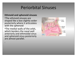 Periorbital Sinuses
Ethmoid and sphenoid sinuses
•The ethmoid sinuses are
shaped like a box slightly wider
posteriorly where it articulates
with the sphenoid
•The medial walls of the orbit,
which borders the nasal wall
anteriorly and ethmoidal sinus
and sphenoid sinus posteriorly
are almost parallel.
.
 