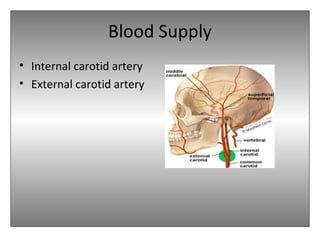 Blood Supply
• Internal carotid artery
• External carotid artery
 