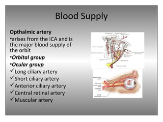 Blood Supply
Opthalmic artery
•arises from the ICA and is
the major blood supply of
the orbit
•Orbital group
•Ocular group
Long ciliary artery
Short ciliary artery
Anterior ciliary artery
Central retinal artery
Muscular artery
 