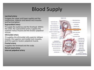 Blood Supply
Lacrimal artery
•irrigate the upper and lower eyelids and the
conjunctiva, superior and lateral recti muscles
and lacrimal gland.
Supraorbital artery
•It supply the eyebrow and the forehead. Within
the orbit, the supraorbital artery supplies the
superior rectus muscle and the levator palpebral
muscle.
Ethmoidal artery
•It supplies the ethmoidal cells,superior oblique
muscle, the superior and medial recti muscles,
and the superior levator palpebral muscle.
Frontal artery
•supplies the forehead and the scalp.
Dorsal nasal artery
Internal palpebral artery
 