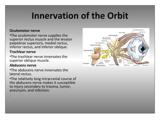 Innervation of the Orbit
Oculomotor nerve
•The oculomotor nerve supplies the
superior rectus muscle and the levator
palpebrae superioris, medial rectus,
inferior rectus, and inferior oblique.
Trochlear nerve
•The trochlear nerve innervates the
superior oblique muscle.
Abducens nerve
•The abducens nerve innervates the
lateral rectus.
•The relatively long intracranial course of
the abducens nerve makes it susceptible
to injury secondary to trauma, tumor,
aneurysm, and infection.
.
 