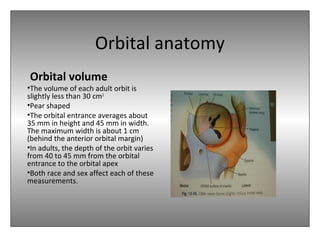 Orbital anatomy
Orbital volume
•The volume of each adult orbit is
slightly less than 30 cm3.
•Pear shaped
•The orbital entrance averages about
35 mm in height and 45 mm in width.
The maximum width is about 1 cm
(behind the anterior orbital margin)
•In adults, the depth of the orbit varies
from 40 to 45 mm from the orbital
entrance to the orbital apex
•Both race and sex affect each of these
measurements.
 