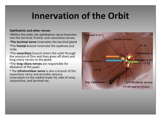 Innervation of the Orbit
Ophthalmic and other nerves
•Within the orbit, the ophthalmic nerve branches
into the lacrimal, frontal, and nasociliary nerves.
•The lacrimal nerve innervates the lacrimal gland
•The frontal branch innervate the eyebrow and
scalp.
•The nasociliary branch enters the orbit through
the annulus of Zinn and then gives off short and
long ciliary nerves to the globe.
•The long ciliary nerves are responsible for
dilatation of the pupil.
• The infratrochlear nerve is also a branch of the
nasociliary nerve and provides sensory
innervation to the medial lower lid, side of nose,
conjunctiva, and lacrimal sac.
 