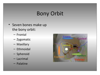 Bony Orbit
• Seven bones make up
the bony orbit:
– Frontal
– Zygomatic
– Maxillary
– Ethmoidal
– Sphenoid
– Lacrimal
– Palatine
 
