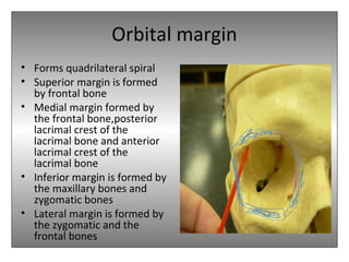 Orbital margin
• Forms quadrilateral spiral
• Superior margin is formed
by frontal bone
• Medial margin formed by
the frontal bone,posterior
lacrimal crest of the
lacrimal bone and anterior
lacrimal crest of the
lacrimal bone
• Inferior margin is formed by
the maxillary bones and
zygomatic bones
• Lateral margin is formed by
the zygomatic and the
frontal bones
 