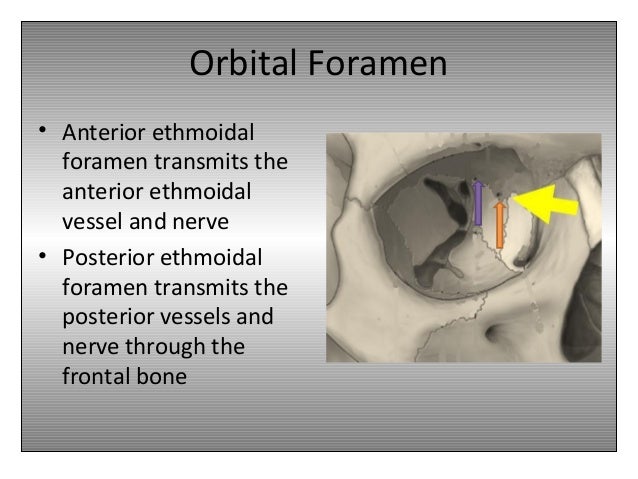 Orbital anatomy