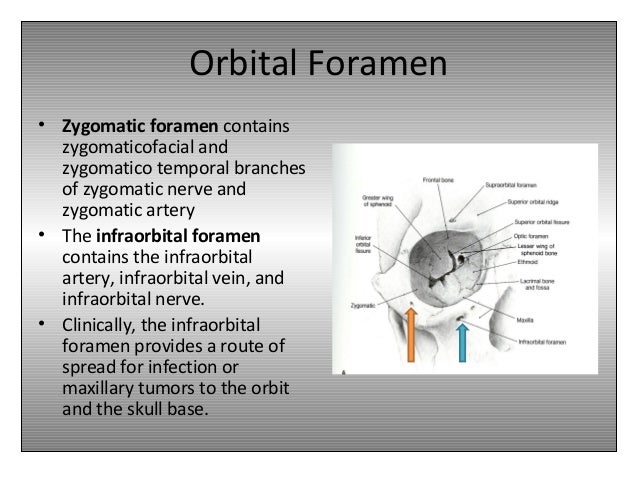 Orbital anatomy