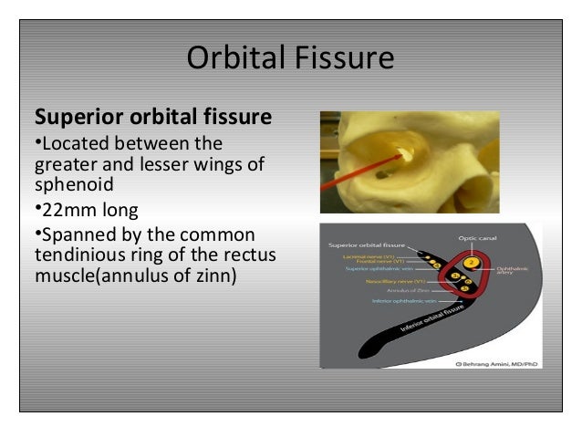 orbital anatomy superior orbital fissure