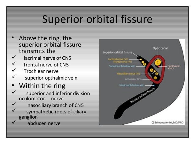 orbital anatomy superior orbital fissure