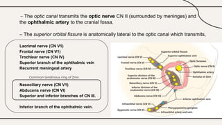 – The optic canal transmits the optic nerve CN II (surrounded by meninges) and
the ophthalmic artery to the cranial fossa.
– The superior orbital fissure is anatomically lateral to the optic canal which transmits,
Lacrimal nerve (CN V1)
Frontal nerve (CN V1)
Trochlear nerve (CN IV)
Superior branch of the ophthalmic vein
Recurrent meningeal artery
Nasociliary nerve (CN V1)
Abducens nerve (CN VI)
Superior and inferior branches of CN III.
Inferior branch of the ophthalmic vein.
Common tendinous ring of Zinn
 