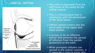 ORBITAL SEPTUM The orbit is separated from the
soft tissue of the eyelid by the
orbital septum.
This is a fascial plane that is
continuous with the periosteum
of the facial bones.
Orbital septum inserts into the
tarsal plate of the upper and
lower eyelids.
It proves to be an effective
barrier that prevents the spread
of infection from the eyelids
posteriorly to the orbit.
While preseptal cellulitis can
spread to the orbital contents, it
 