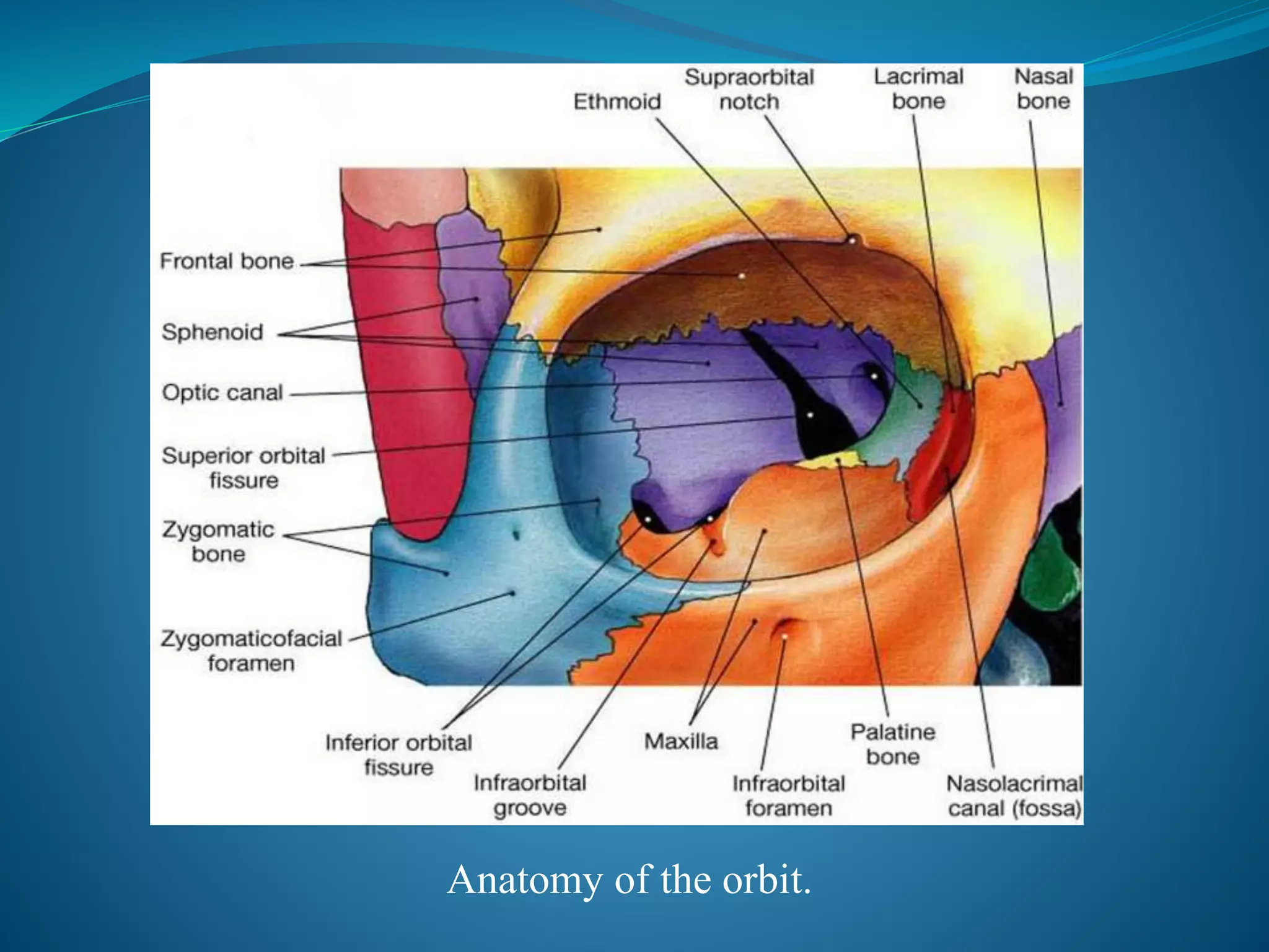orbital-floor-blow-out-fractures-pptx