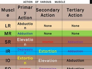 Intortion Orbital fracture | PPT