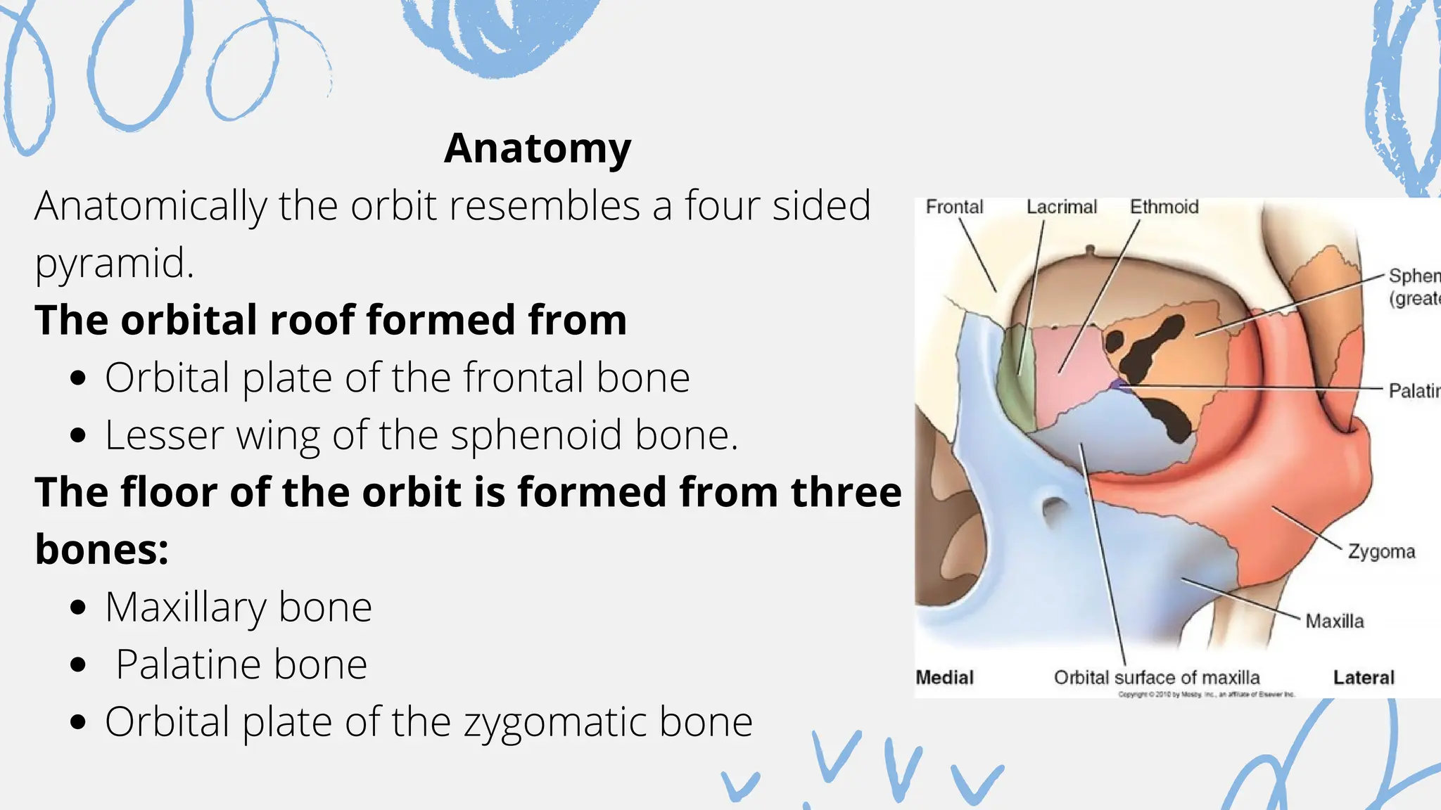 Orbital Rook To Rook Orbital fracture, anatomy , surgical aproch | PDF