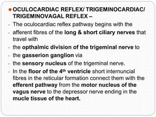 ⚫OCULOCARDIAC REFLEX/ TRIGEMINOCARDIAC/
TRIGEMINOVAGAL REFLEX –
- The oculocardiac reflex pathway begins with the
- afferent fibres of the long & short ciliary nerves that
travel with
- the opthalmic division of the trigeminal nerve to
- the gasserion ganglion via
- the sensory nucleus of the trigeminal nerve.
- In the floor of the 4th ventricle short internuncial
fibres in the reticular formation connect them with the
efferent pathway from the motor nucleus of the
vagus nerve to the depressor nerve ending in the
mucle tissue of the heart.
 