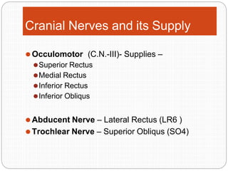 Cranial Nerves and its Supply
⚫Occulomotor (C.N.-III)- Supplies –
⚫Superior Rectus
⚫Medial Rectus
⚫Inferior Rectus
⚫Inferior Obliqus
⚫Abducent Nerve – Lateral Rectus (LR6 )
⚫Trochlear Nerve – Superior Obliqus (SO4)
 