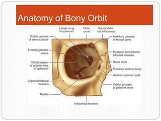 Anatomy of Bony Orbit
 