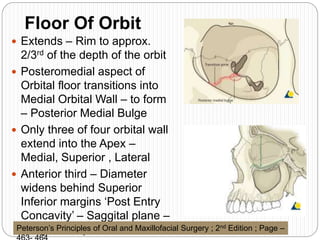 Floor Of Orbit
 Extends – Rim to approx.
2/3rd of the depth of the orbit
 Posteromedial aspect of
Orbital floor transitions into
Medial Orbital Wall – to form
– Posterior Medial Bulge
 Only three of four orbital wall
extend into the Apex –
Medial, Superior , Lateral
 Anterior third – Diameter
widens behind Superior
Inferior margins ‘Post Entry
Concavity’ – Saggital plane –
‘Lazy S’ shapePeterson’s Principles of Oral and Maxillofacial Surgery ; 2nd Edition ; Page –
 