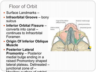 Floor of Orbit
 Surface Landmarks –
 Infraorbital Groove – bony
sulcus
 Inferior Orbital Fissure –
converts into canal –
continues to Infraorbital
Foramen
 Origin Of Inferior Oblique
Muscle
 Posterior Lateral
Promontry – Posterior
medial bulge ending in a
raised Promontory shaped
lateral plateau. Delineated –
junctional zone of –
 