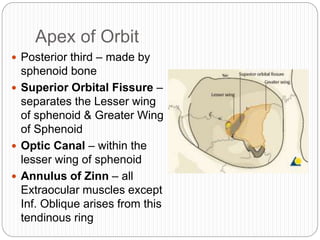 Apex of Orbit
 Posterior third – made by
sphenoid bone
 Superior Orbital Fissure –
separates the Lesser wing
of sphenoid & Greater Wing
of Sphenoid
 Optic Canal – within the
lesser wing of sphenoid
 Annulus of Zinn – all
Extraocular muscles except
Inf. Oblique arises from this
tendinous ring
 
