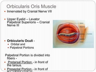 Orbicularis Oris Muscle
 Innervated by Cranial Nerve VII
 Upper Eyelid – Levator
Palpebral Superioris – Cranial
Nerve III
 Orbicularis Oculi -
 Orbital and
 Palpebral Portions
Palpebral Portion is divided into
fibers -
 Pretarsal Portion - in front of
the tarsus.
 Preseptal Portion - in front of
 