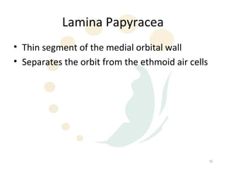 Lamina Papyracea
• Thin segment of the medial orbital wall
• Separates the orbit from the ethmoid air cells




                                                   10
 