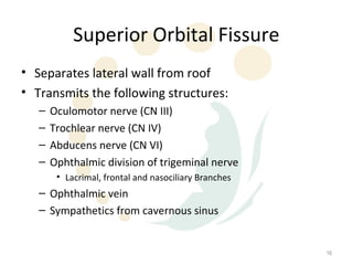 Superior Orbital Fissure
• Separates lateral wall from roof
• Transmits the following structures:
   –   Oculomotor nerve (CN III)
   –   Trochlear nerve (CN IV)
   –   Abducens nerve (CN VI)
   –   Ophthalmic division of trigeminal nerve
        • Lacrimal, frontal and nasociliary Branches
   – Ophthalmic vein
   – Sympathetics from cavernous sinus


                                                       16
 