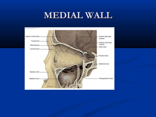 MEDIAL WALLMEDIAL WALL
 