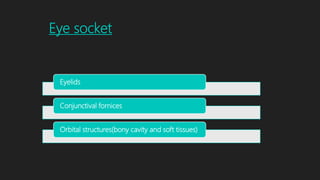 Eye socket
Eyelids
Conjunctival fornices
Orbital structures(bony cavity and soft tissues)
 