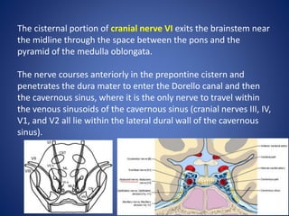 The cisternal portion of cranial nerve VI exits the brainstem near
the midline through the space between the pons and the
pyramid of the medulla oblongata.
The nerve courses anteriorly in the prepontine cistern and
penetrates the dura mater to enter the Dorello canal and then
the cavernous sinus, where it is the only nerve to travel within
the venous sinusoids of the cavernous sinus (cranial nerves III, IV,
V1, and V2 all lie within the lateral dural wall of the cavernous
sinus).
 