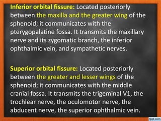 Inferior orbital fissure: Located posteriorly
between the maxilla and the greater wing of the
sphenoid; it communicates with the
pterygopalatine fossa. It transmits the maxillary
nerve and its zygomatic branch, the inferior
ophthalmic vein, and sympathetic nerves.
Superior orbital fissure: Located posteriorly
between the greater and lesser wings of the
sphenoid; it communicates with the middle
cranial fossa. It transmits the trigeminal V1, the
trochlear nerve, the oculomotor nerve, the
abducent nerve, the superior ophthalmic vein.
 