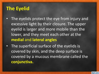 The Eyelid
• The eyelids protect the eye from injury and
excessive light by their closure. The upper
eyelid is larger and more mobile than the
lower, and they meet each other at the
medial and lateral angles
• The superficial surface of the eyelids is
covered by skin, and the deep surface is
covered by a mucous membrane called the
conjunctiva.
 