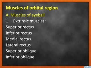 Muscles of orbital region
A. Muscles of eyeball
1. Extrinsic muscles:
Superior rectus
Inferior rectus
Medial rectus
Lateral rectus
Superior oblique
Inferior oblique
 