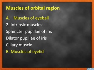 Muscles of orbital region
A. Muscles of eyeball
2. Intrinsic muscles:
Sphincter pupillae of iris
Dilator pupillae of iris
Ciliary muscle
B. Muscles of eyelid
 
