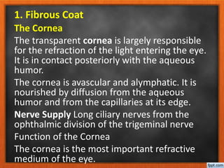 1. Fibrous Coat
The Cornea
The transparent cornea is largely responsible
for the refraction of the light entering the eye.
It is in contact posteriorly with the aqueous
humor.
The cornea is avascular and alymphatic. It is
nourished by diffusion from the aqueous
humor and from the capillaries at its edge.
Nerve Supply Long ciliary nerves from the
ophthalmic division of the trigeminal nerve
Function of the Cornea
The cornea is the most important refractive
medium of the eye.
 