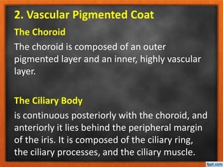 2. Vascular Pigmented Coat
The Choroid
The choroid is composed of an outer
pigmented layer and an inner, highly vascular
layer.
The Ciliary Body
is continuous posteriorly with the choroid, and
anteriorly it lies behind the peripheral margin
of the iris. It is composed of the ciliary ring,
the ciliary processes, and the ciliary muscle.
 