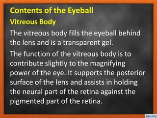 Contents of the Eyeball
Vitreous Body
The vitreous body fills the eyeball behind
the lens and is a transparent gel.
The function of the vitreous body is to
contribute slightly to the magnifying
power of the eye. It supports the posterior
surface of the lens and assists in holding
the neural part of the retina against the
pigmented part of the retina.
 