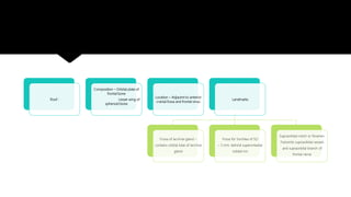 Roof :
Composition – Orbital plate of
frontal bone
Lesser wing of
sphenoid bone
Location – Adjacent to anterior
cranial fossa and frontal sinus
Landmarks
Fossa of lacrimal gland –
contains orbital lobe of lacrimal
gland
Fossa for trochlea of SO
– 5 mm. behind superomedial
orbital rim
Supraorbital notch or foramen
Transmits supraorbital vessels
and supraorbital branch of
frontal nerve
 